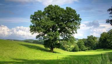 Ankara Anlaşması ile İngiltere